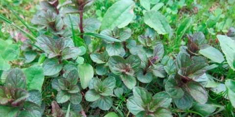 Originalna biljka čokoladna menta (čokolada): recenzije, fotografije, opis